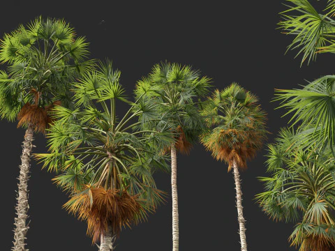 Borassus flabellifer - palmyra palm 3D Model