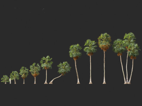 Borassus flabellifer - palmyra palm Model 3D