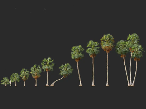 Borassus flabellifer - palmyra palm 3D Model