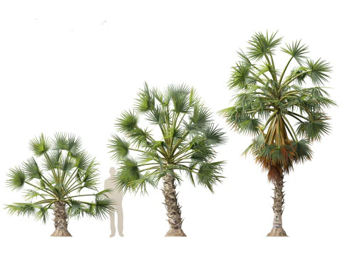 Borassus flabellifer - palmyra palm 3D Model