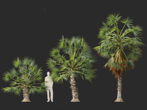 Borassus flabellifer - palmyra palm Model 3D
