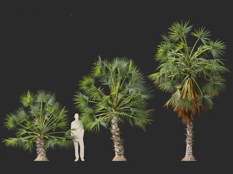 Borassus flabellifer - palmyra palm 3D Model