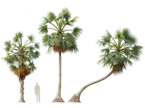 Borassus flabellifer - palmyra palm 3D Model
