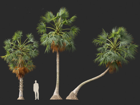 Borassus flabellifer - palmyra palm Model 3D