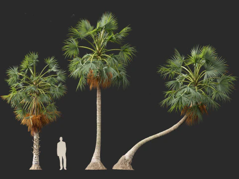 Borassus flabellifer - palmyra palm 3D Model