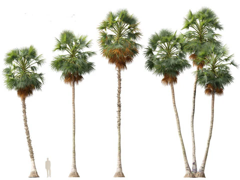 Borassus flabellifer - palmyra palm 3D Model