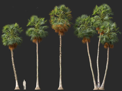 Borassus flabellifer - palmyra palm 3D Model