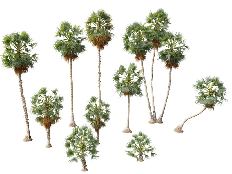 Borassus flabellifer - palmyra palm Model 3D .c4d .max .obj .3ds .fbx .stl .blend 