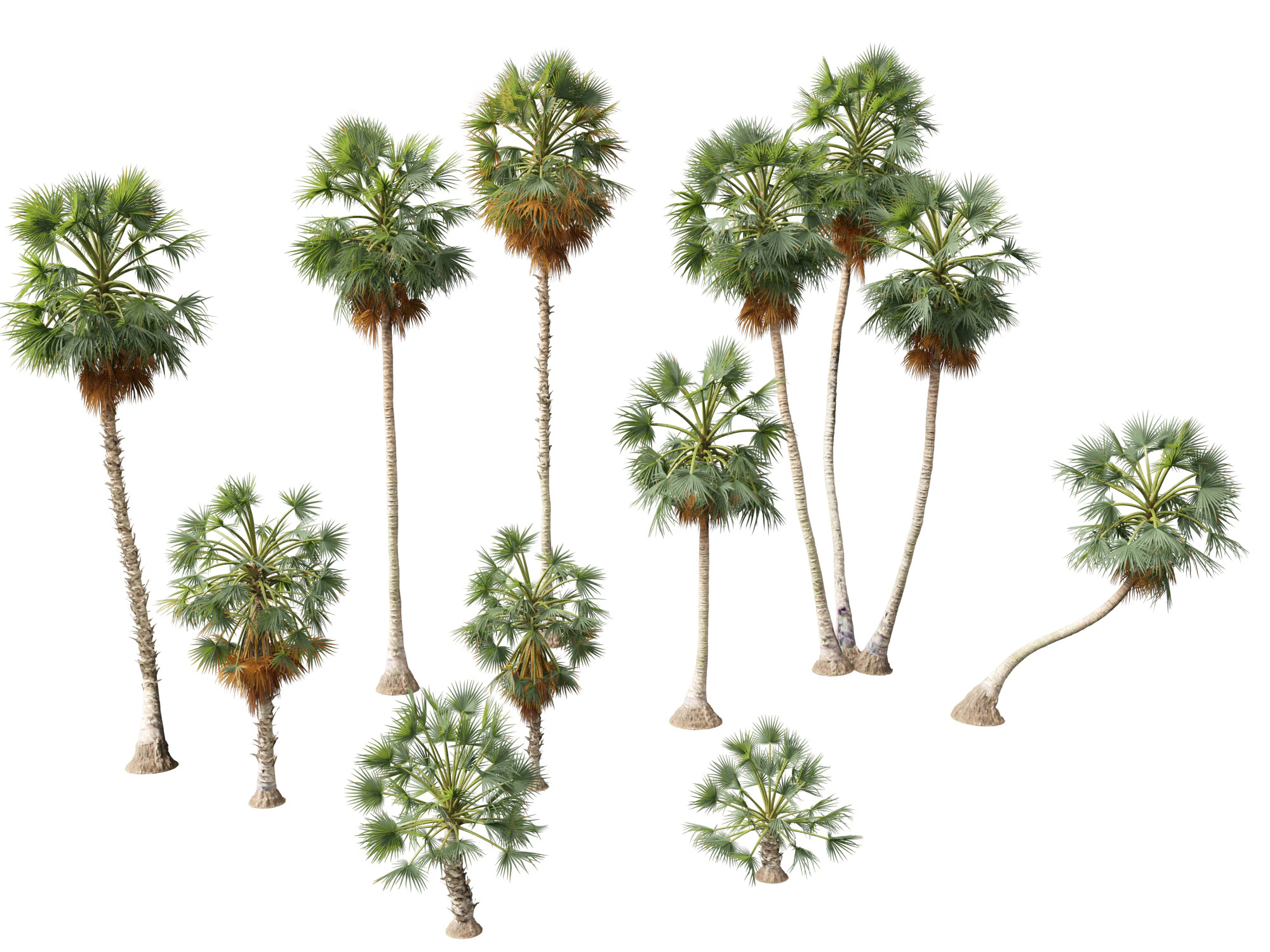 Borassus flabellifer - palmyra palm 3D Model .c4d .max .obj .3ds .fbx .stl .blend 