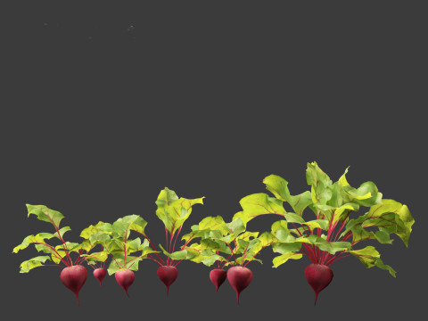 Beets - Beta vulgaris 3D Model