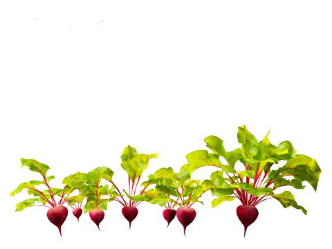 Beets - Beta vulgaris 3D Model