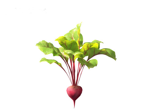 Beets - Beta vulgaris 3D Model