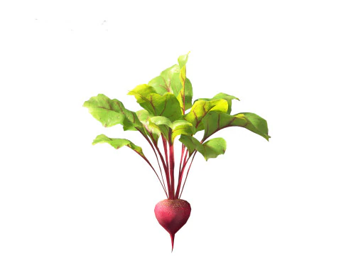 Beets - Beta vulgaris 3D Model