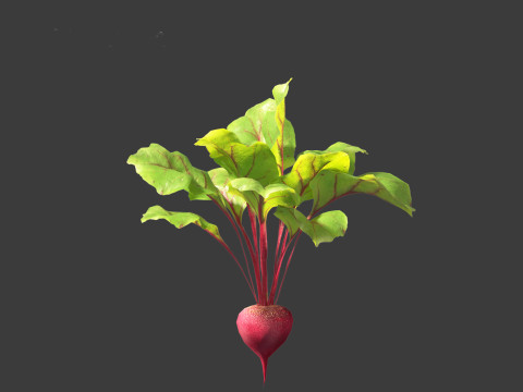 Beets - Beta vulgaris 3D Model