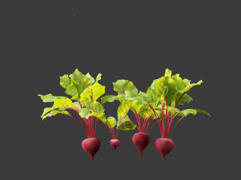 Beets - Beta vulgaris 3D Model