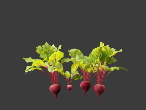 Beets - Beta vulgaris 3D Model