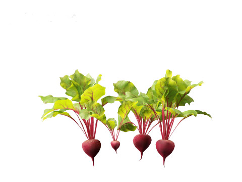 Beets - Beta vulgaris 3D Model