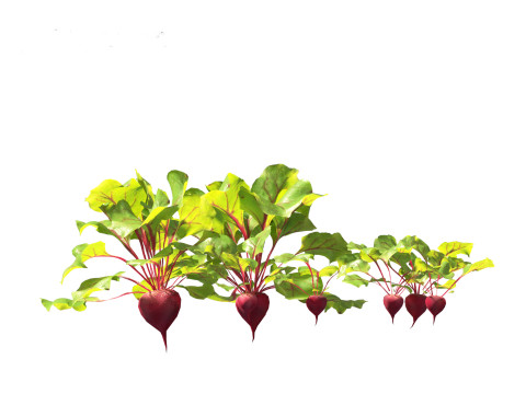 Beets - Beta vulgaris 3D Model