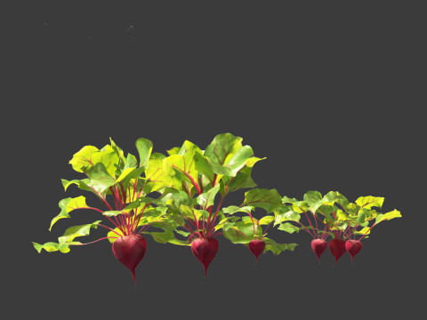 Beets - Beta vulgaris 3D Model