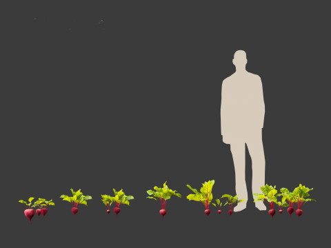 Beets - Beta vulgaris 3D Model