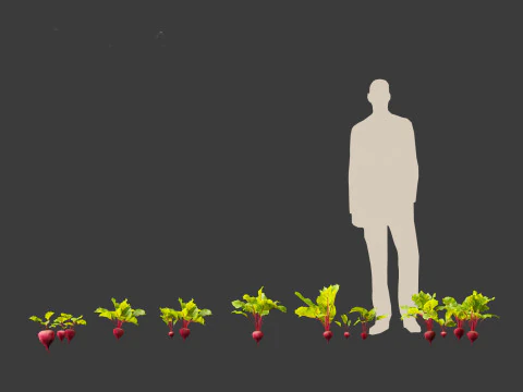Beets - Beta vulgaris 3D Model
