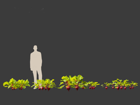 Beets - Beta vulgaris 3D Model