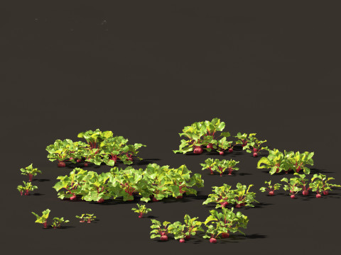 Beets - Beta vulgaris 3D Model