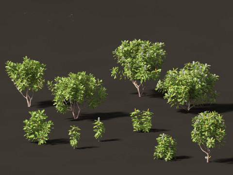 Banksia robur - Swamp Banksia 3D Model