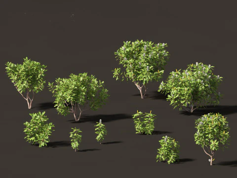 Banksia robur - Banksia della palude Modello 3D