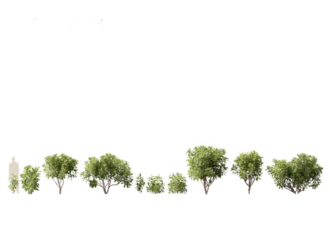 Banksia robur - Swamp Banksia 3D मॉडल