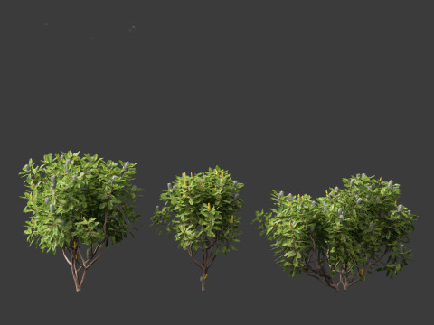Banksia robur - Swamp Banksia 3D मॉडल