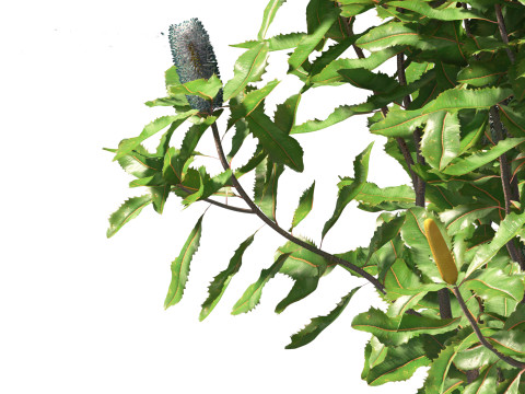 Banksia robur - Swamp Banksia 3D मॉडल