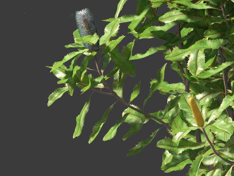 Banksia robur - Swamp Banksia 3D मॉडल