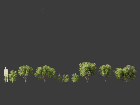 Banksia robur - Swamp Banksia 3D मॉडल