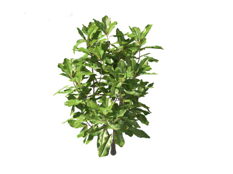 Banksia robur - Swamp Banksia 3D मॉडल