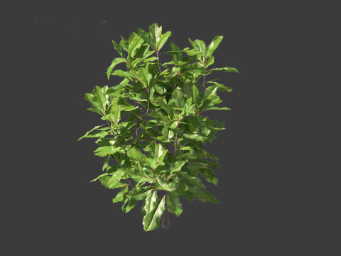 Banksia robur - Swamp Banksia 3D मॉडल