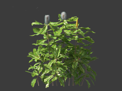 Banksia robur - Swamp Banksia 3D मॉडल