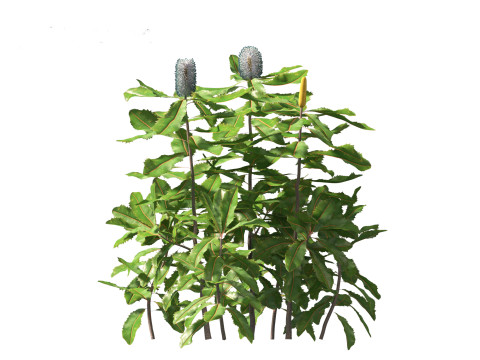 Banksia robur - Swamp Banksia 3D मॉडल