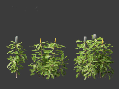 Banksia robur - Swamp Banksia 3D मॉडल