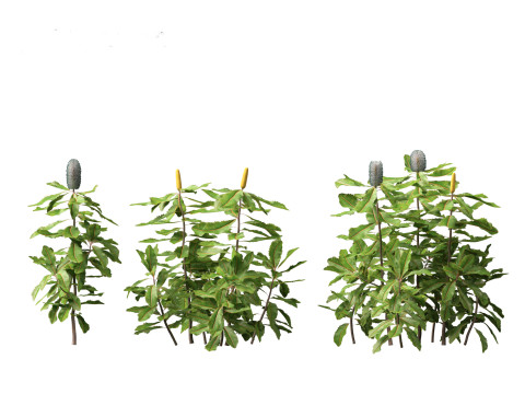 Banksia robur - Swamp Banksia 3D मॉडल