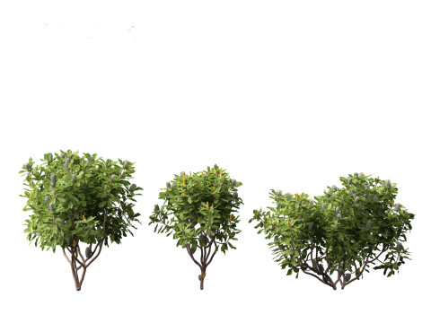 Banksia robur - Swamp Banksia 3D मॉडल