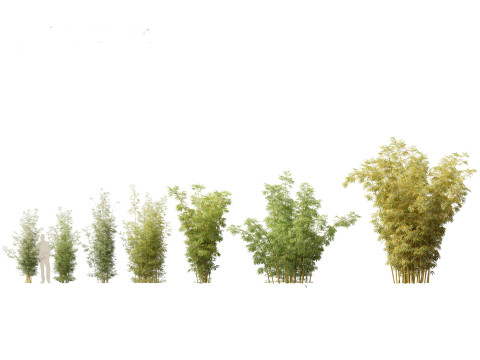Bambusa multiplex fernleaf - Fernleaf Bamboo 02 3Dモデル
