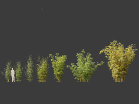 Bambusa multiplex fernleaf - Fernleaf Bamboo 02 3D Model