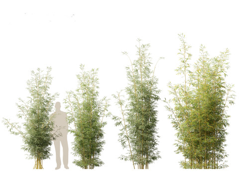 Bambusa multiplex fernleaf - Fernleaf Bamboo 02 3D Model