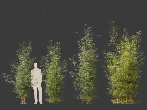 Bambusa multiplex fernleaf - Fernleaf Bamboo 02 3D Model