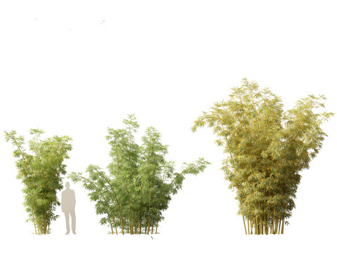 Bambusa multiplex fernleaf - Fernleaf Bamboo 02 3D Model