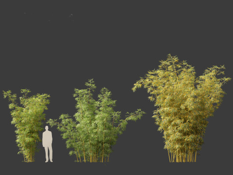 Bambusa multiplex fernleaf - Fernleaf Bamboo 02 3D Model