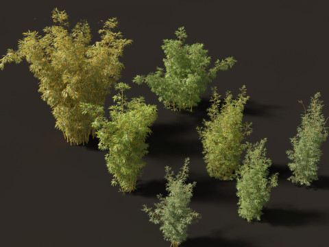 Bambusa multiplex fernleaf - Fernleaf Bamboo 02 3D Model