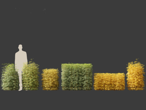 Bambusa multiplex fernleaf - Fernleaf Bamboo 01 3D Model