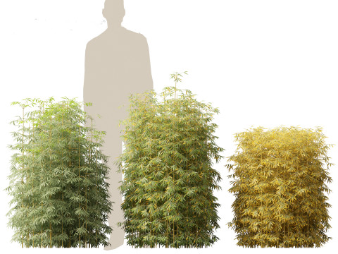Bambusa multiplex fernleaf - Fernleaf Bamboo 01 3D Model